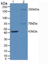 Polyclonal Antibody to Nitric Oxide Synthase 1, Neuronal (NOS1)