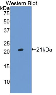 Polyclonal Antibody to Haptoglobin (Hpt)