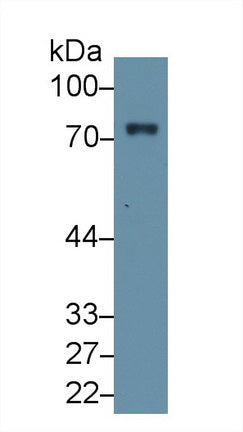 Polyclonal Antibody to Coagulation Factor II (F2)