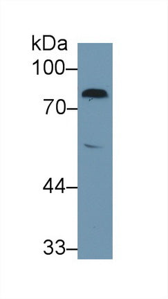 Polyclonal Antibody to Coagulation Factor II (F2)