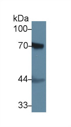 Polyclonal Antibody to Coagulation Factor II (F2)