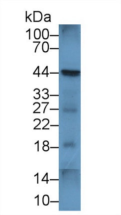 Polyclonal Antibody to Cluster Of Differentiation 86 (CD86)