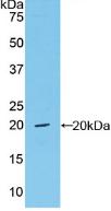 Polyclonal Antibody to Von Willebrand Factor (vWF)