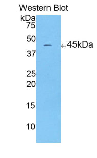 Polyclonal Antibody to Corticotropin Releasing Factor (CRF)