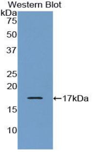 Polyclonal Antibody to Corticotropin Releasing Factor (CRF)