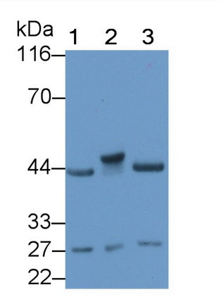 Polyclonal Antibody to Corticotropin Releasing Factor (CRF)