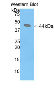 Polyclonal Antibody to Corticotropin Releasing Factor (CRF)