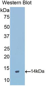 Polyclonal Antibody to Gonadotropin Releasing Hormone (GnRH)