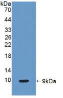 Polyclonal Antibody to Clara Cell Protein 16 (CC16)
