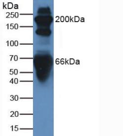 Polyclonal Antibody to Complement Component 3 (C3)