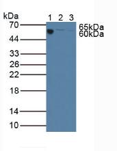 Polyclonal Antibody to Complement Component 3 (C3)
