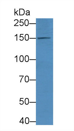 Polyclonal Antibody to Endothelial NOS (eNOS)