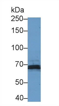 Polyclonal Antibody to Endothelial NOS (eNOS)
