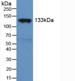Polyclonal Antibody to Endothelial NOS (eNOS)