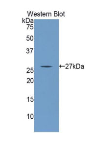Polyclonal Antibody to Angiopoietin-3 (ANG-3)