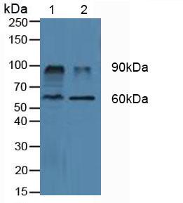 Polyclonal Antibody to Cluster Of Differentiation 26 (CD26)