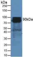 Polyclonal Antibody to Cluster Of Differentiation 26 (CD26)