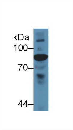 Polyclonal Antibody to Complement Component 4 (C4)