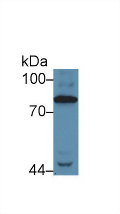 Polyclonal Antibody to Complement Component 4 (C4)