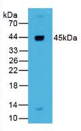 Polyclonal Antibody to Renin (REN)