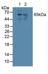 Polyclonal Antibody to Osteopontin (OPN)