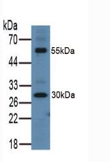 Polyclonal Antibody to Intelectin 1 (ITLN1)