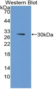 Polyclonal Antibody to Fucosyltransferase 3 (FUT3)