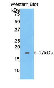 Polyclonal Antibody to Sialoadhesin (SN)