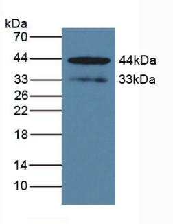 Polyclonal Antibody to Kallikrein 1 (KLK1)