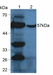 Polyclonal Antibody to Cytochrome P450 2E1 (CYP2E1)