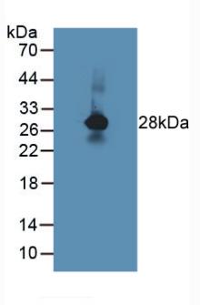 Polyclonal Antibody to Protein Zero, Myelin (MPZ)