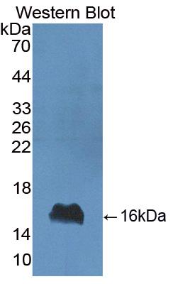Polyclonal Antibody to Alpha-Lactalbumin (aLA)