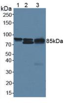 Polyclonal Antibody to Beta Catenin (β-catenin)