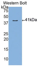 Polyclonal Antibody to Mucin 3 (MUC3)