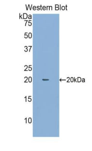 Polyclonal Antibody to Mucin 4 (MUC4)