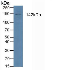 Polyclonal Antibody to Apoptotic Peptidase Activating Factor 1 (APAF1)