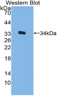 Polyclonal Antibody to Transcriptional Activator Myb (c-Myb)