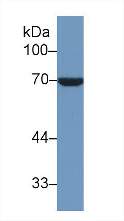 Polyclonal Antibody to Heat Shock 70kDa Protein 1 Like Protein (HSPA1L)