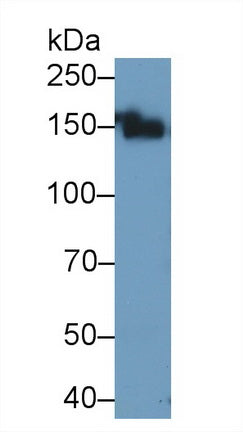 Polyclonal Antibody to Alanine Aminopeptidase (AAP)