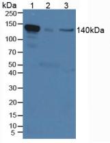 Polyclonal Antibody to Interleukin 12 Receptor Beta 2 (IL12Rb2)