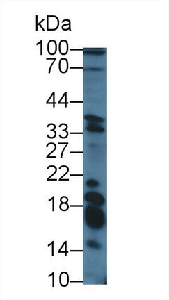 Polyclonal Antibody to Galanin (GAL)