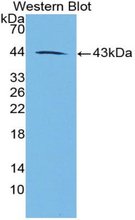 Polyclonal Antibody to Galanin (GAL)