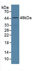 Polyclonal Antibody to Alkaline Phosphatase, Tissue-nonspecific (ALPL)