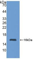 Polyclonal Antibody to Metallothionein 1 (MT1)