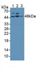 Polyclonal Antibody to c-Jun N-terminal Kinase 1 (JNK1)
