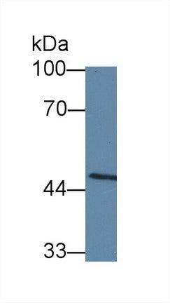 Polyclonal Antibody to Caspase 10 (CASP10)