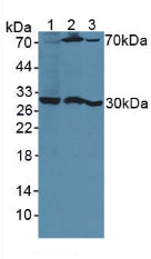 Polyclonal Antibody to Pregnancy Specific Beta-1-Glycoprotein 1 (PSG1)