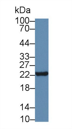 Polyclonal Antibody to Neurotensin (NT)