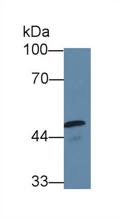 Polyclonal Antibody to Contactin 2 (CNTN2)
