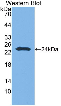 Polyclonal Antibody to Contactin-associated protein-like 4 (CNTNAP4)